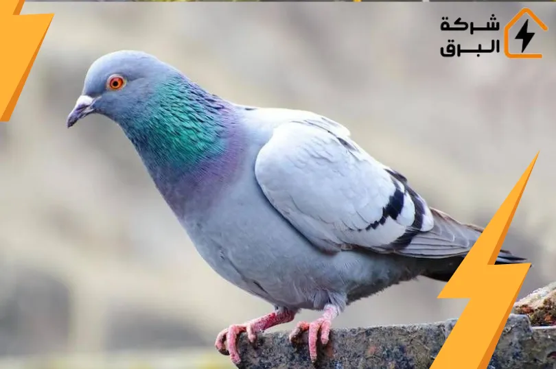 شركة تركيب طارد الحمام بالرياض