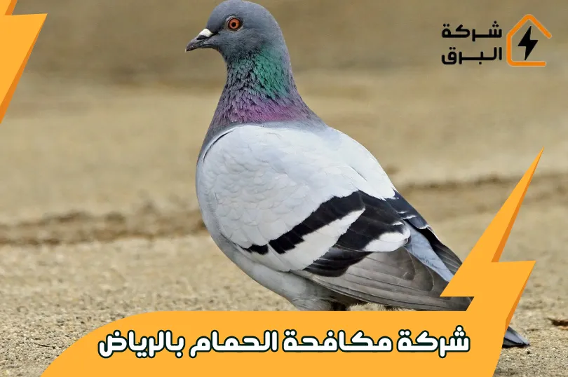 شركة مكافحة الحمام بالرياض