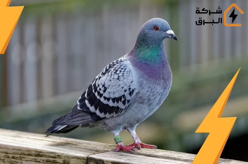 شركة مكافحة الحمام غرب الرياض