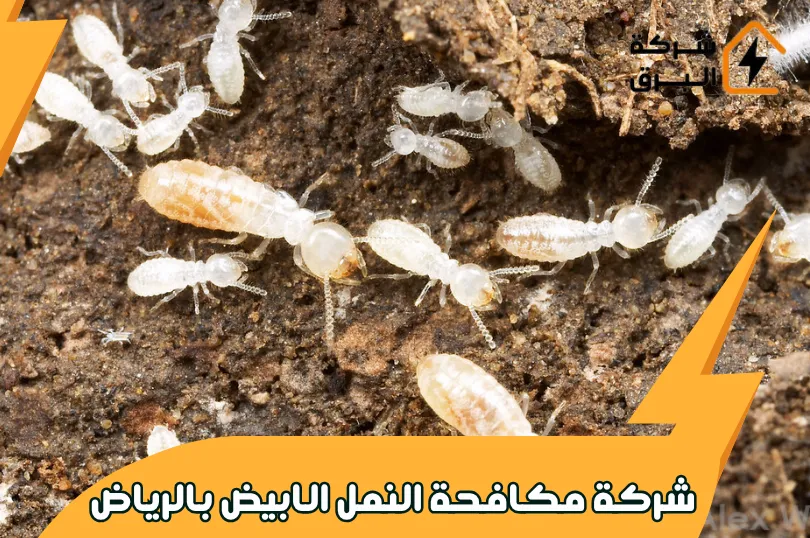 شركة مكافحة النمل الابيض بالرياض