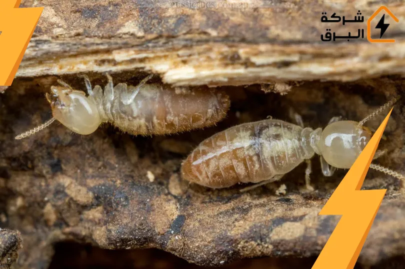 شركة مكافحة النمل الابيض بالرياض