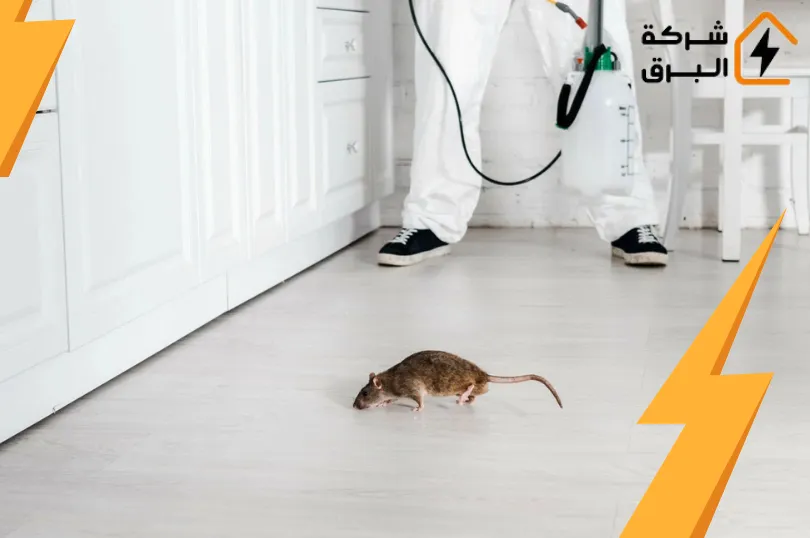شركة مكافحة فئران بالرياض 