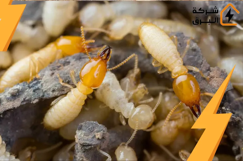 شركة مكافحة النمل الابيض بالرياض