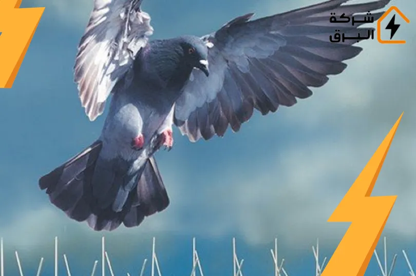 شركة طارد الحمام بالرياض