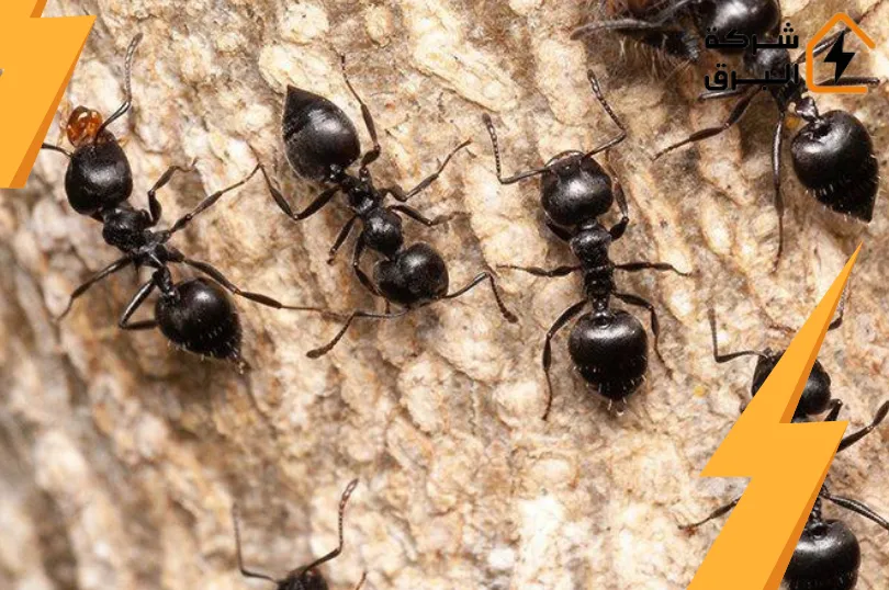 شركة مكافحة النمل الاسود بالرياض
