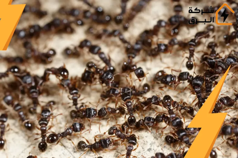 شركة مكافحة النمل الاسود بالرياض