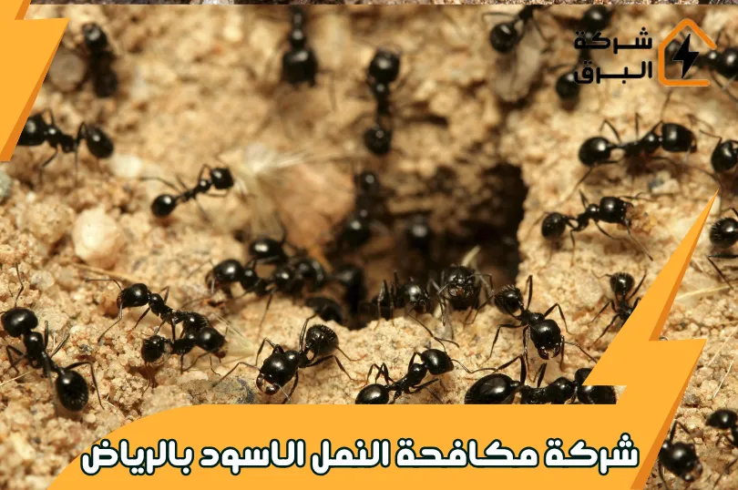 شركة مكافحة النمل الاسود بالرياض