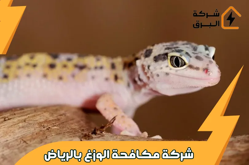 شركة مكافحة الوزغ بالرياض