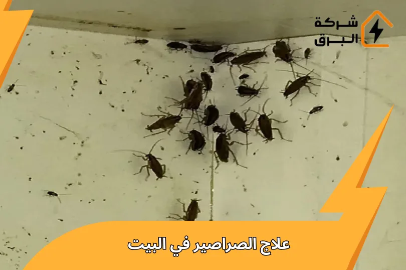 أفضل طرق علاج الصراصير في البيت | تخلص منها بدون رجوع