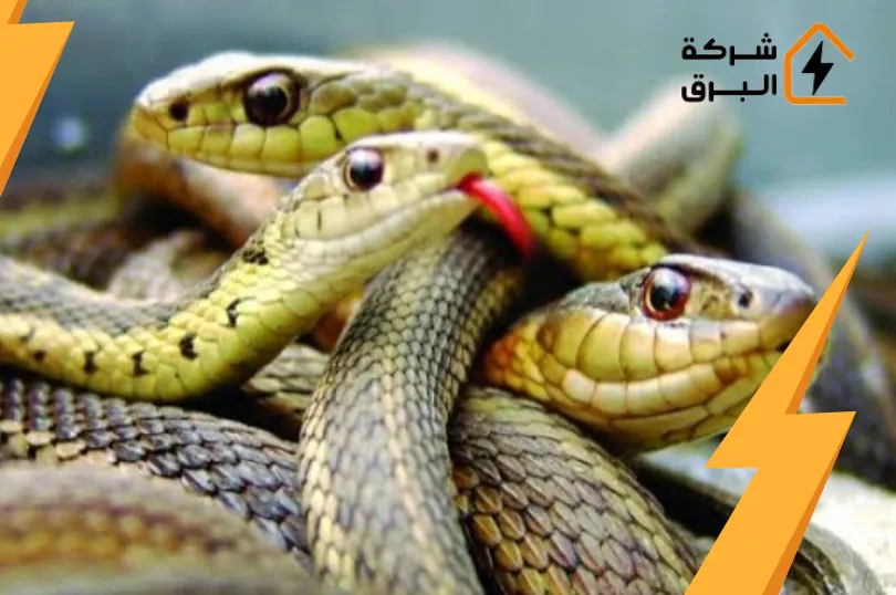 مكافحة الثعابين والعقارب بالرياض