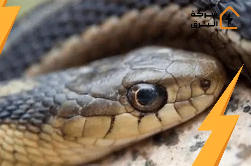 مكافحة الثعابين والعقارب بالرياض